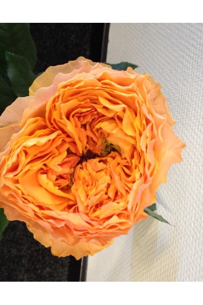 Троянда помаранчева Каралуна 